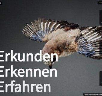 Startseite des Online-Portals Sachsen.museum-digital.de, linkerhand ein Menübaum, zentral die Abbildung eines Eichelhähers im Sinkflug, darüber Angaben zur Anzahl der publizierten Museen, Sammlungen und Objekte